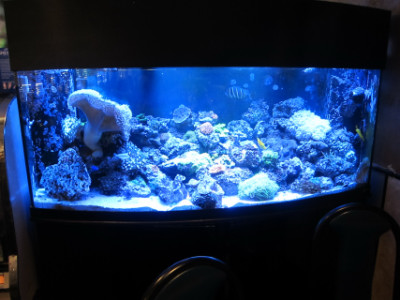 Lido's aquarium